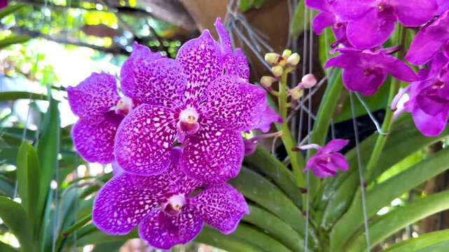 Beautiful purple vanda orchid flowers blooming in garden with gentle wind movement cinematic footage.