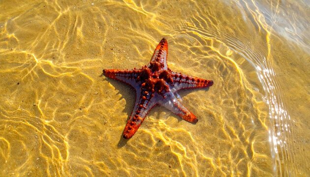 A bright orange and red starfish resting on a sun-drenched sandy seabed with rippling water patterns