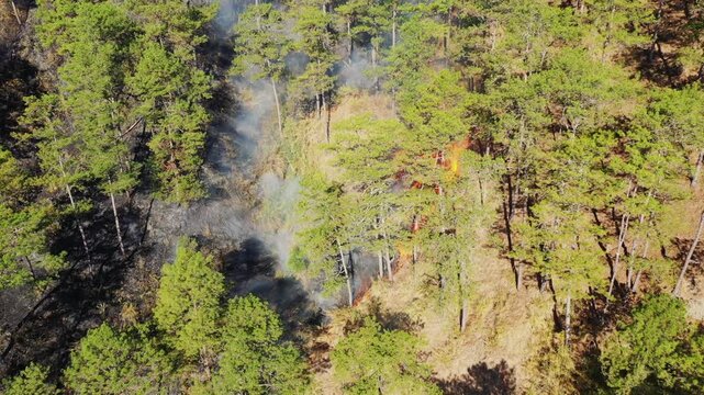 Aerial view of a forest wildfire with smoke and flames among pine trees near Bontoc and Sagada, Philippines. The image captures the impact of fire on the natural landscape.