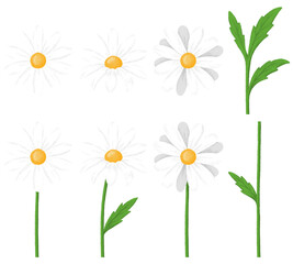 Fototapeta premium Collection of daisy flower elements isolated on transparent background. Flowers, petals, leaves, stems vector illustrations for floral, summer, and nature designs. PNG format.