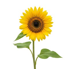 Obraz premium A large yellow sunflower with green leaves on a white background