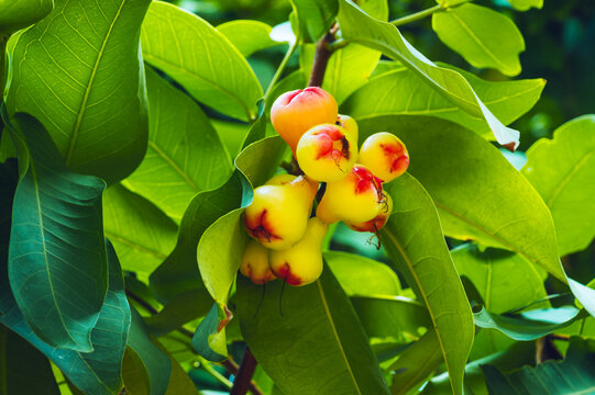 Ripe Wax Apples Growing on a Tropical Tree