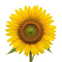 Obraz premium A large yellow sunflower with green center