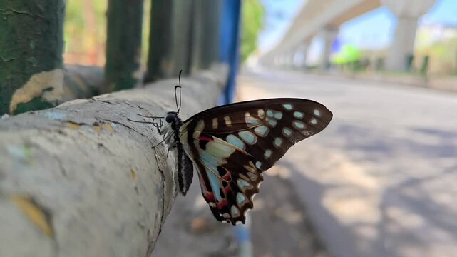 Close up of a common jay butterfly resting on a metal fence near a city road