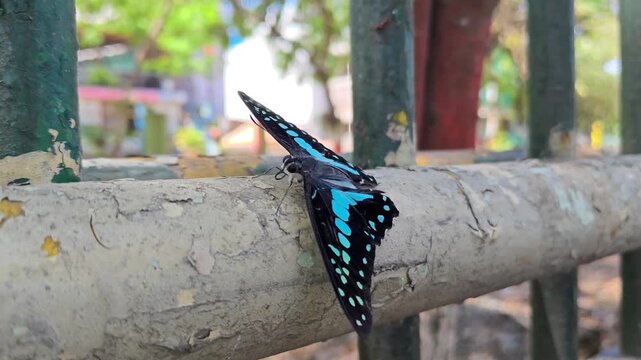 Close up of a common jay butterfly resting on a metal fence near a city road