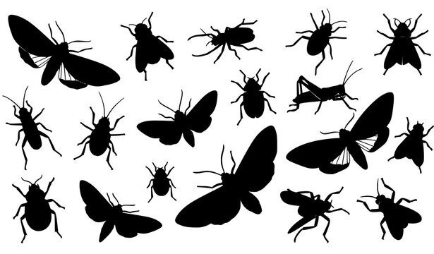 Assorted black insect silhouettes vector collection with moth beetle and bugs in dynamic layout isolated on white background