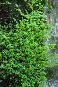 A dense growth of tiny Pilea microphylla (Artillery plant) cascading down a moist stone wall. The delicate, bright green foliage creates a beautiful, natural vertical texture.