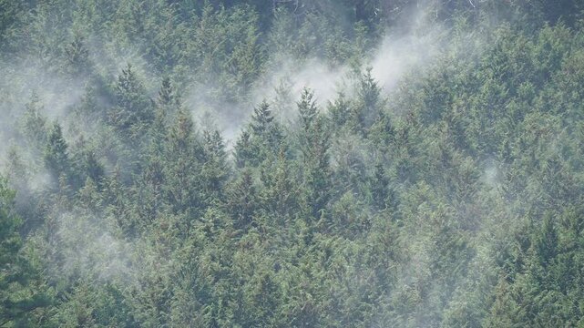 ヒノキ花粉の飛散