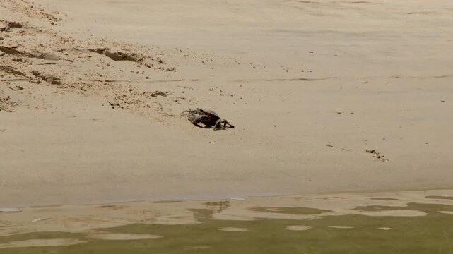 Small hermit crab scurries and buries itself in wet sand near ocean water on tropical beach.
