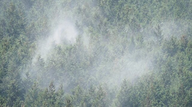 ヒノキ花粉の飛散