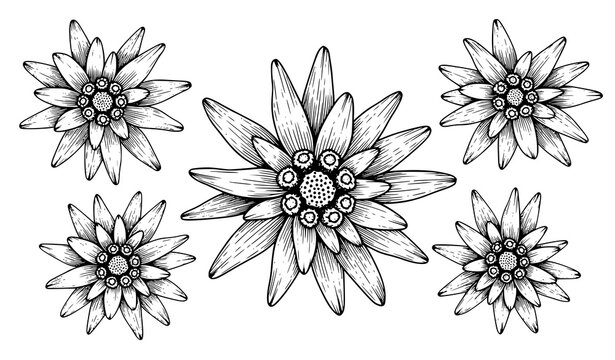 Vintage edelweiss botanical illustration vector set with hand drawn alpine flowers in black and white