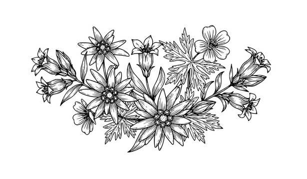 Vintage floral bouquet vector with edelweiss geranium and gentiana hand drawn in black and white