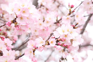 Fototapeta premium 満開の桜 ジンダイアケボノ