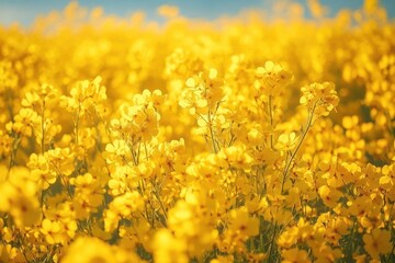 Obraz premium close-up of sunlit field of yellow flowers with green stems and soft blue sky, warm cheerful and serene atmosphere