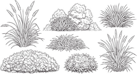 Collection of black and white line of various ornamental grasses and bushes plant © Ali