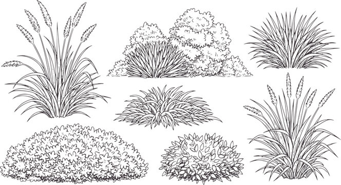 Collection of black and white line of various ornamental grasses and bushes plant