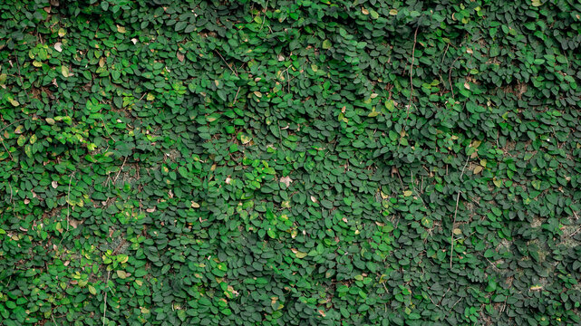 Full frame background of lush green Creeping Fig leaves covering an outdoor wall with dense organic foliage texture.