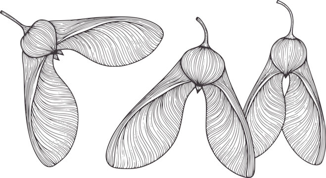 Three line of maple seeds in various orientations samara botanical