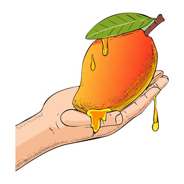 Hand holding a fresh mango with dripping juice for tropical fruit theme and healthy organic snack - Vector Illustration