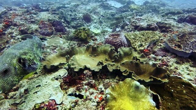 Mapo Pufferfish swimming in the current, Nusa Penida, Bali.