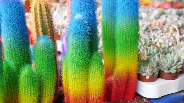 Colorful cacti displayed at a plant market in spring