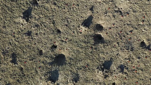 Aerial view of small red crabs scattered across a textured sandy surface with numerous holes and mounds on Bohol Island, Philippines.