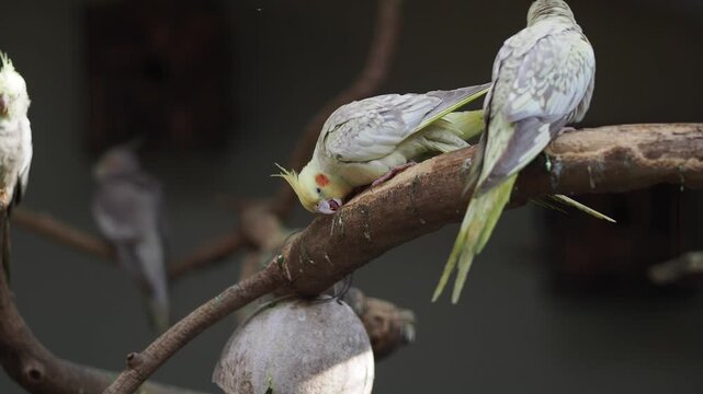 Cockatiels eating on a branch in indoor space