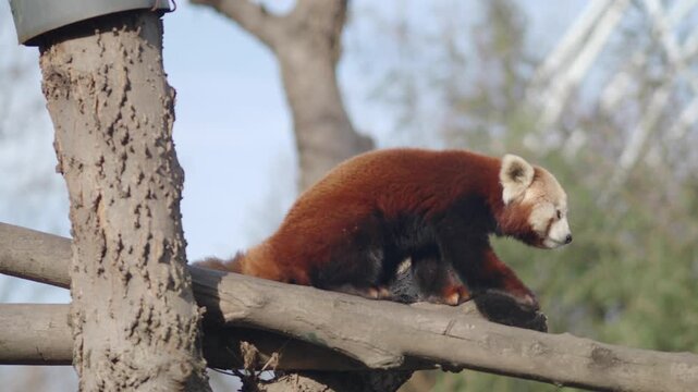 Red panda enjoys time on branch at the zoo