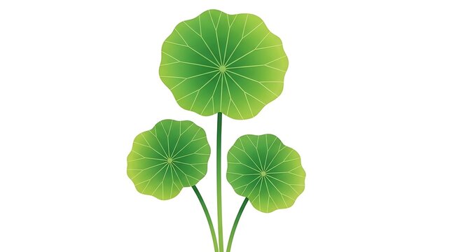 Vector illustration of green round leaves of hydrocotyle or lotus plant botanical nature element with three leaves on stems aquatic plant design for garden or pond theme
