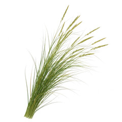 Fototapeta premium A Bunch Of Green Grass With Long Thin Leaves And Small Yellowish Flowers isolated on transparent background