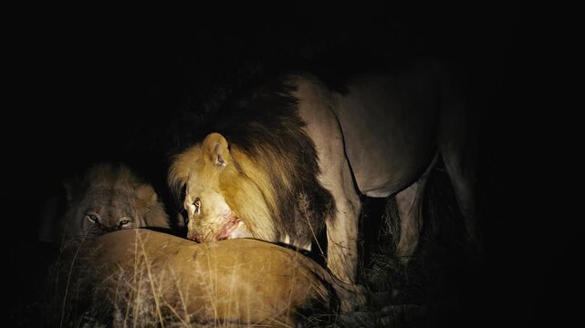 Male Lion Feeding on Carcass in Savanna at night