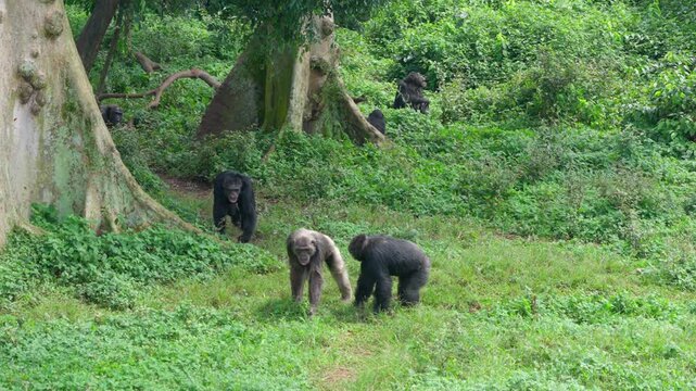 Family of chimpanzees walks along the ground and emerges from the forest into an open