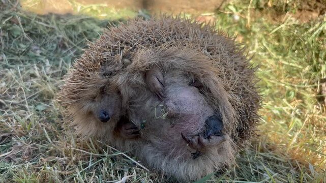 A dead hedgehog on the ground with flies buzzing around it. Close-up