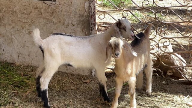 Cute white and brown baby goats standing close together in a sunny farmyard pen, showing playful and affectionate behavior typical of young livestock in a rural agricultural setting