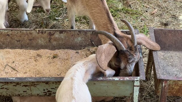 Herd of domestic goats and young kids gathering around a rustic metal trough on a farm, eagerly eating their feed during a sunny day in the countryside