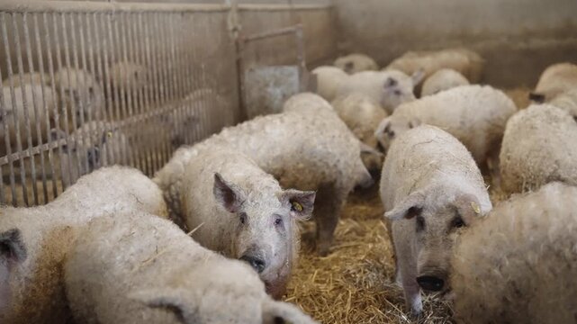 Pigs standing in a pen on a farm, surrounded by straw bedding inside a barn.