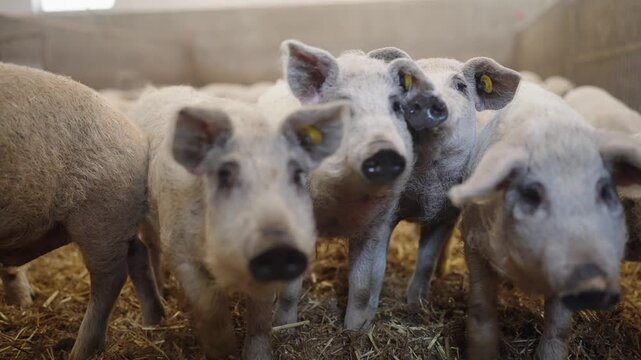 Curious young pigs looking toward the camera inside a farm pen with straw bedding.