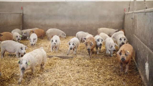 Group of young pigs walking and exploring a straw-covered pen inside a farm barn.