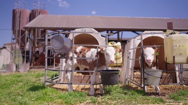Young calves standing in individual pens on a farm with feeding equipment and barn in the background.