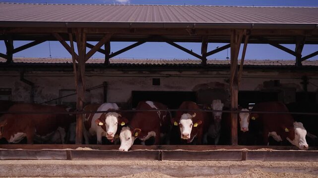 Cows standing in a row and feeding inside a farm barn under a wooden roof structure.