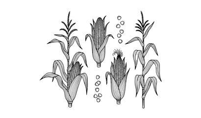 Title: Corn stalk line art vector set with maize plant leaves and cob botanical outline illustration isolated on white © KHATUN