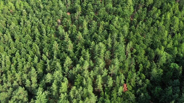 Drone shot of dense green forest in the Alsace countryside, showcasing lush trees and natural woodland landscape.