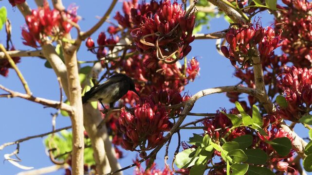 A male dusky sunbird perches on a branch, drinking nectar from the red flowers of the South African tree fuchsia. The bird hops out of the frame, while a female sunbird lands on a branch and immediate