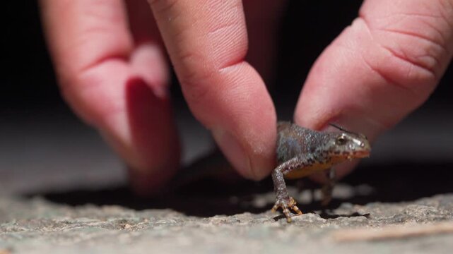 Human Hand Picks up Alpine Newt from Ground, Gentle Handling during Night Migration - Static Ground Level Macro Shot