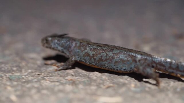 Female Alpine Newt Walks across Damp Ground Surface, Slow Movement during Night Activity - Macro Ground Level Shot