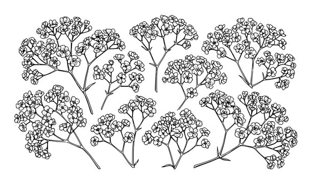 Vintage gypsophila botanical illustration vector set with hand drawn baby&rsquo;s breath flowers in black and white