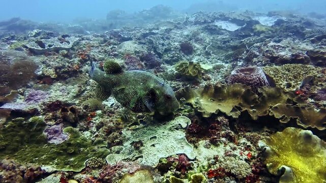Mapo Pufferfish biting coral underwater in Nusa Penida, Bali