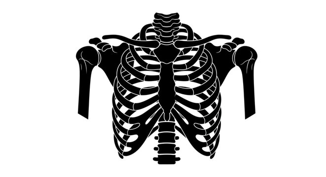 Anatomical illustration of a human ribcage and clavicles in black