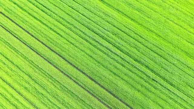 Drone shot of lush green agricultural fields with parallel lines in Normandy, France. Vibrant rural landscape ideal for farming and countryside concepts.