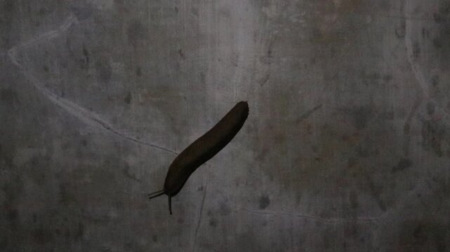 a brown slug, a garden slug at a garden, a tropical leatherleaf slug slithering on the cement wall of a fence in a rural area in Java, Indonesia